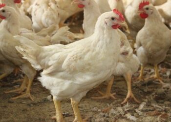 ঈদের আগে মুরগির দাম বেড়েছে সবচেয়ে বেশি…
